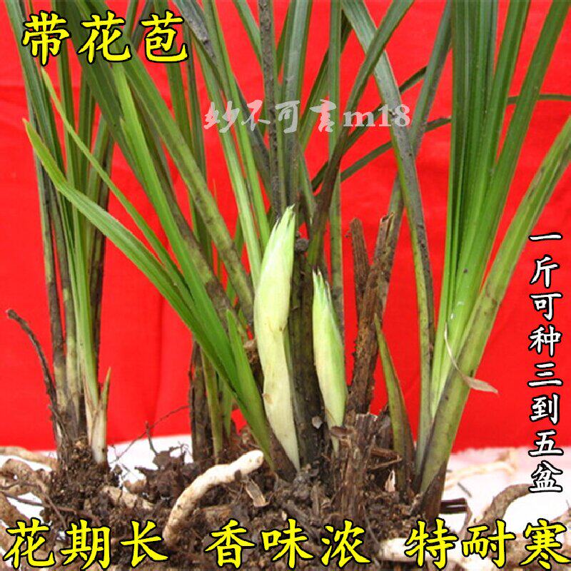 精选带花苞连体兰花苗 浓香蕙兰九头兰春兰 兰草室内绿植盆栽花卉