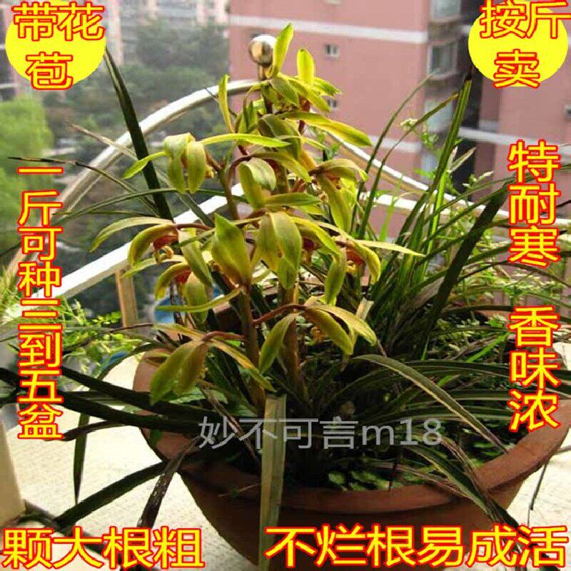 春兰 蕙兰 兰花苗 兰草花 带花苞 浓香植物盆景盆栽按斤卖包邮