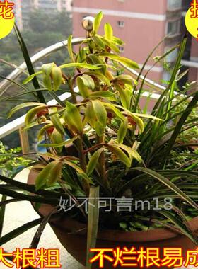 春兰 蕙兰 兰花苗 兰草花 带花苞 浓香植物盆景盆栽按斤卖包邮