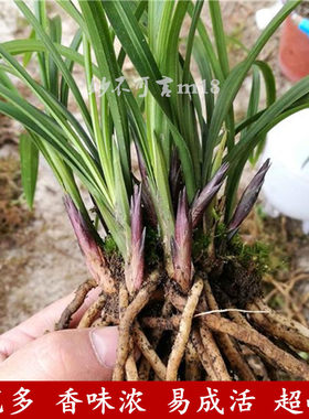 浓香型带花苞兰花苗 蕙兰 春兰 九头兰 植物盆栽春兰室内好养花卉