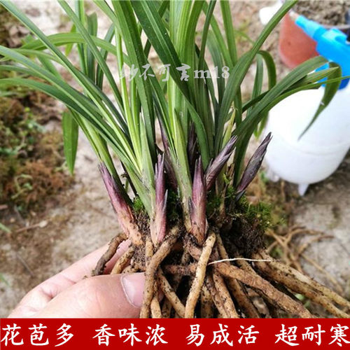 浓香型带花苞兰花苗 蕙兰 春兰 九头兰 植物盆栽春兰室内好养花卉