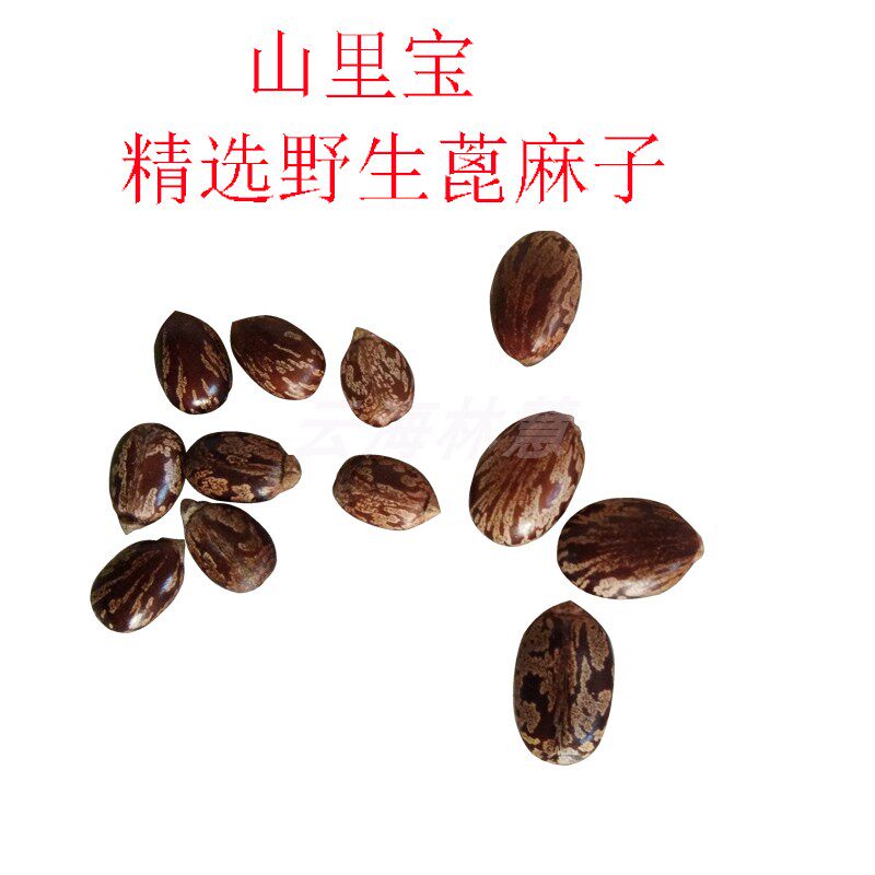 新鲜蓖麻子中药材店铺包邮红皮蓖麻仁中药材种子手选饱满精选草药