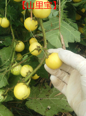 18个包邮现采新鲜野生黄果茄牙痛果牙疼果儿童宝宝牙齿长虫牙