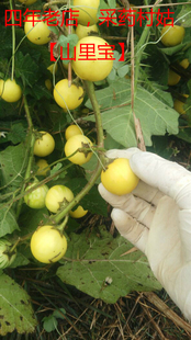 野生黄果茄大苦果野茄刺天果新鲜黄果珊瑚马刺牙痛果树叶树根全草