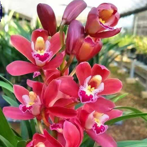 兰花杂交建兰红宝石浓香型室内客厅绿植花卉盆栽大红色荷瓣