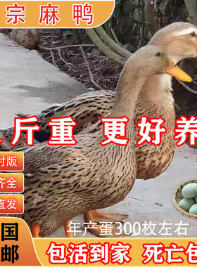 1斤金锭麻鸭子脱温建湖小麻鸭苗