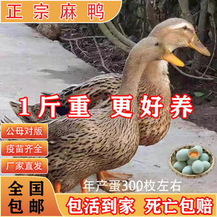一斤纯种麻鸭子活苗正宗脱温麻鸭苗散养绿壳蛋水鸭子高邮青头麻鸭