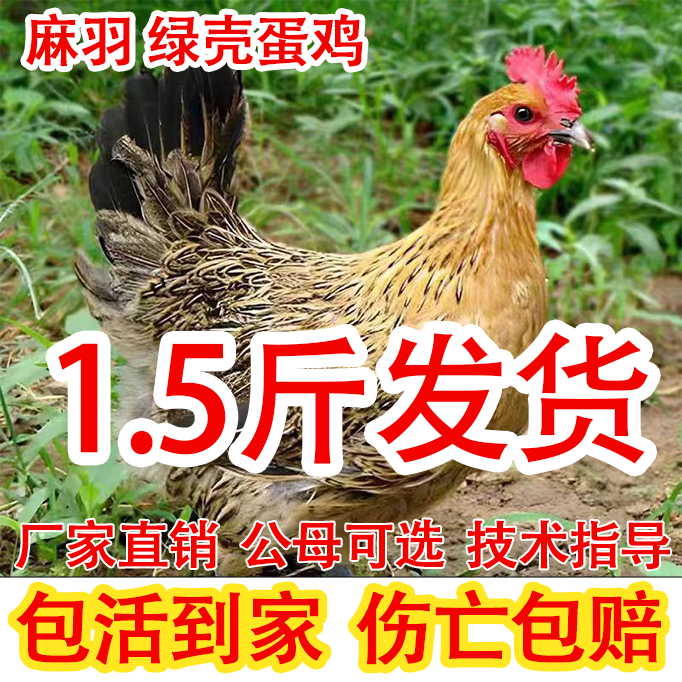 高产蛋麻羽土鸡小鸡苗鸡活苗活体