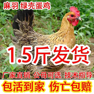 纯种麻羽鸡活苗1.5斤土鸡正宗青脚麻羽绿壳蛋鸡散养小鸡活苗鸡苗
