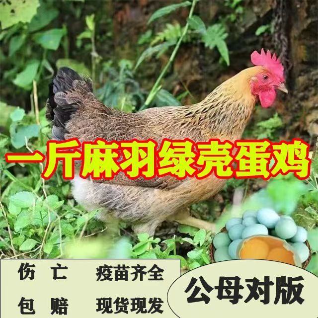 土鸡活苗半斤正宗麻羽鸡活苗纯种青脚麻羽绿壳蛋鸡小鸡活苗散养鸡