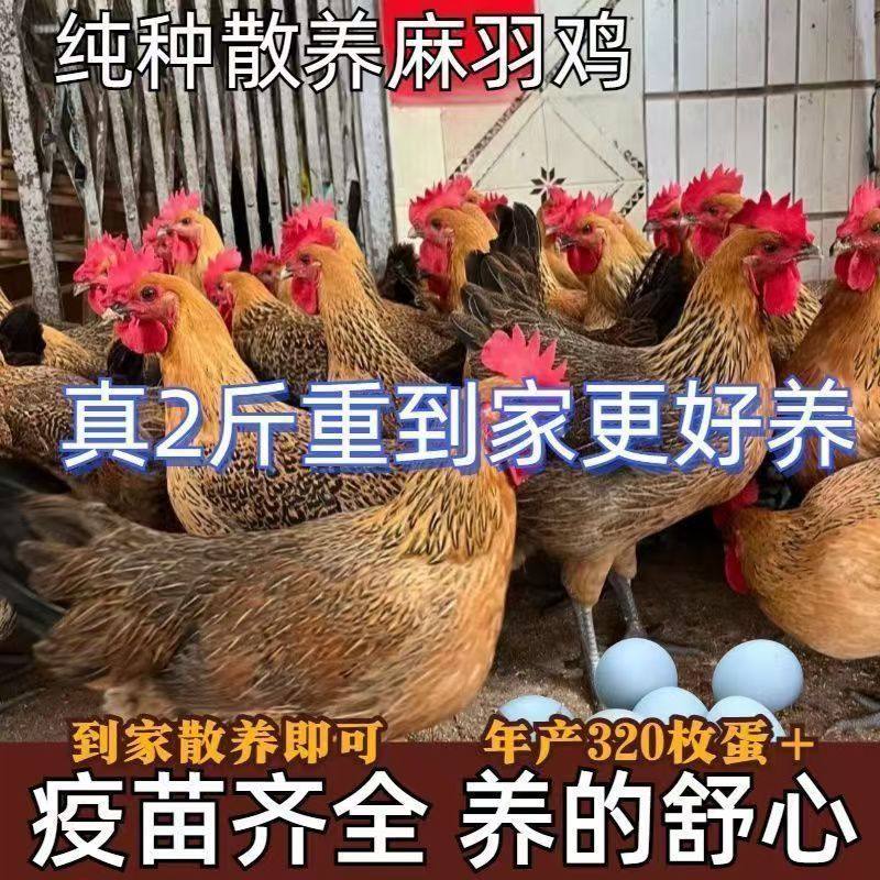 1.5斤正宗麻羽鸡活苗纯种青脚麻羽绿壳蛋鸡脱温散养土鸡小鸡活苗,农用物资,动物种苗,淘宝优惠券,粉丝福利购,淘宝优惠卷