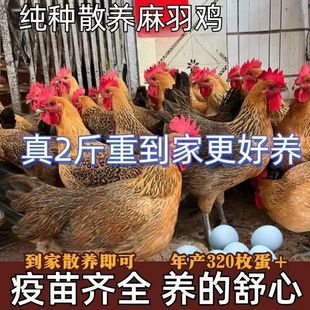 1.5斤正宗麻羽鸡活苗纯种青脚麻羽绿壳蛋鸡脱温散养土鸡小鸡活苗