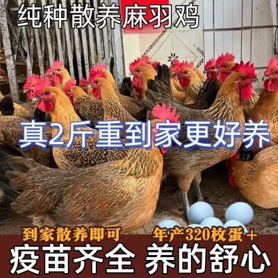 正宗麻羽母鸡土鸡苗鸡活苗小鸡苗