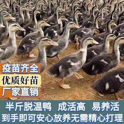 大种麻鸭子活苗脱温麻鸭高邮鸭