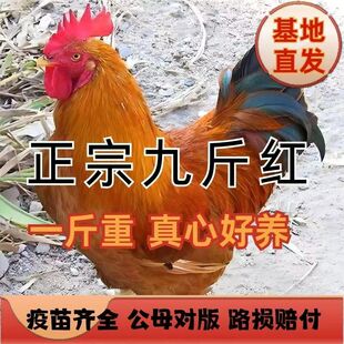 一斤九斤红公鸡活苗纯种脱温红玉大种公鸡农家散养土公鸡小鸡仔