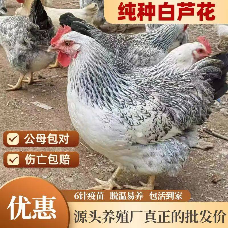 1斤高产蛋母鸡一斤小鸡仔苗批发