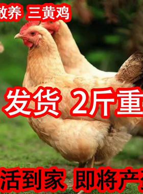 2斤正宗三黄土鸡活苗纯种三黄鸡脱温鸡母鸡小鸡活苗农家散养土鸡
