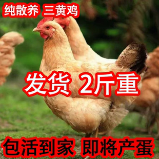 2斤正宗三黄土鸡活苗纯种三黄鸡脱温鸡母鸡小鸡活苗农家散养土鸡