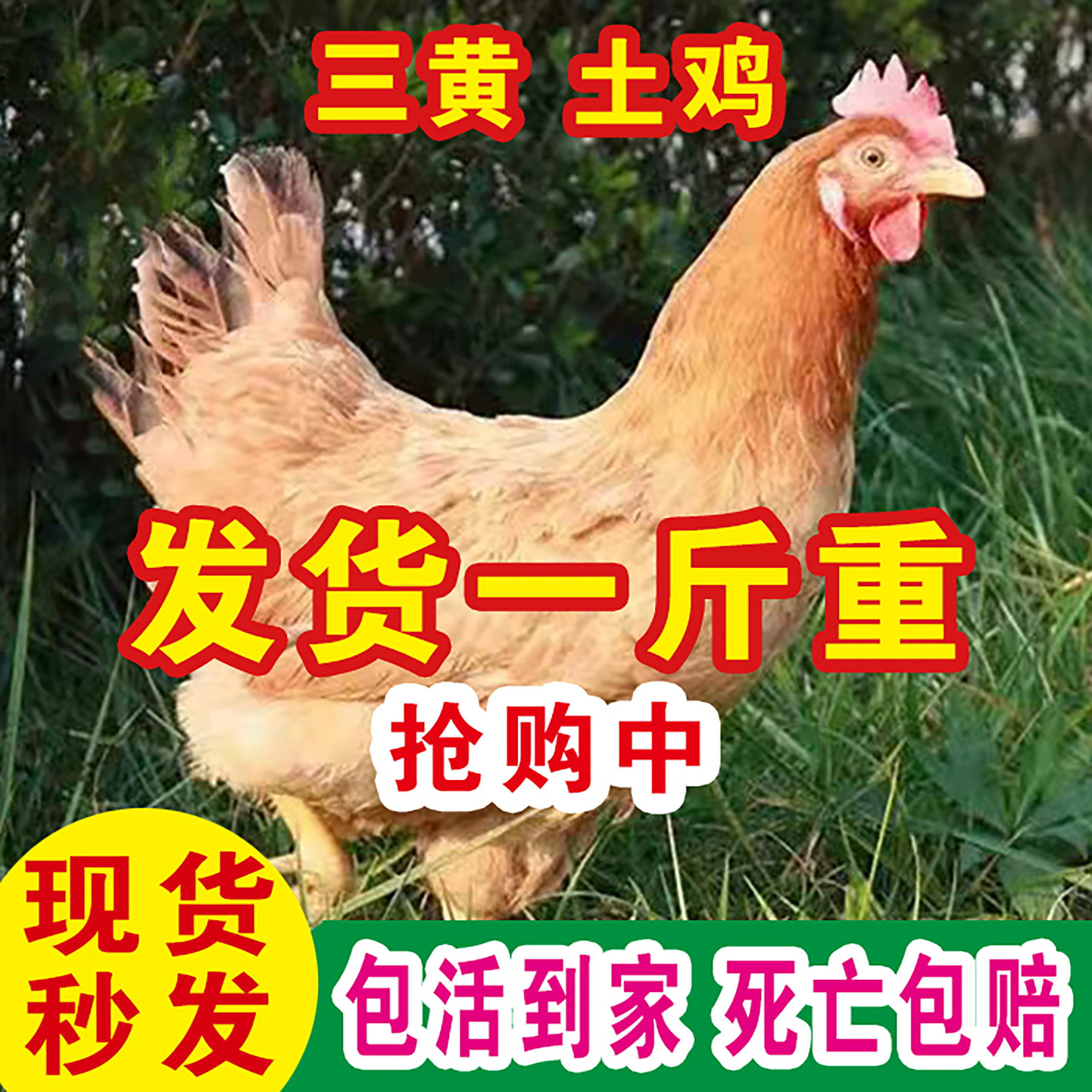 一斤正宗三黄土鸡活苗鸡苗纯种高产蛋母鸡脱温鸡农家散养土鸡小鸡