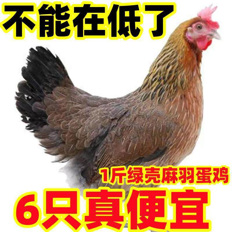 1斤高产蛋母鸡五黑芦花小鸡批发