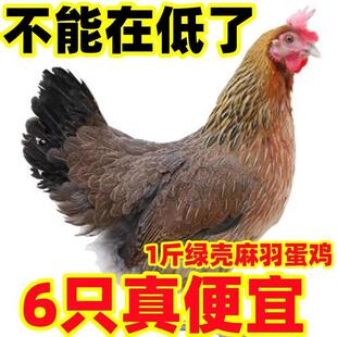 一斤正宗麻羽土鸡活苗纯种青脚麻羽绿壳蛋小鸡活苗农家散养土鸡苗