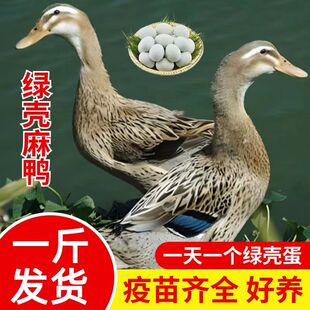 一斤正宗麻鸭子活苗脱温麻鸭苗散养绿壳蛋鸭子大种青头鸭番鸭蛋鸭