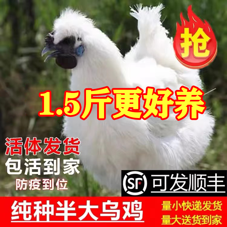1.5斤高产蛋母鸡五黑麻羽芦花鸡