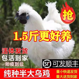 正宗白凤乌骨鸡活苗脱温母鸡纯种泰和乌骨鸡小鸡活苗散养土鸡苗仔