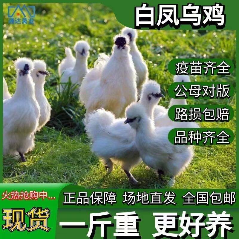 一斤正宗白凤乌鸡活苗纯种泰和乌骨鸡白羽鸡脱温鸡散养土鸡小鸡苗