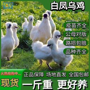一斤正宗白凤乌鸡活苗纯种泰和乌骨鸡白羽鸡脱温鸡散养土鸡小鸡苗