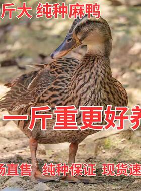 1斤麻鸭子活苗脱温麻鸭高邮鸭苗