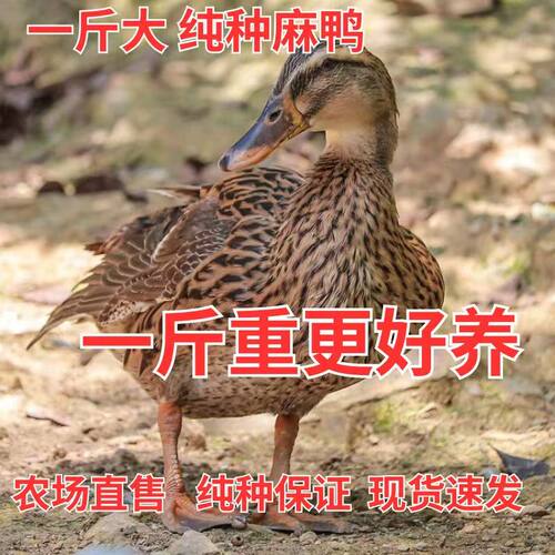 1斤麻鸭子活苗脱温麻鸭高邮鸭