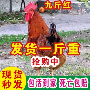一斤正宗巨型九斤红公鸡活苗纯种九斤黄红玉公鸡散养脱温小鸡活苗