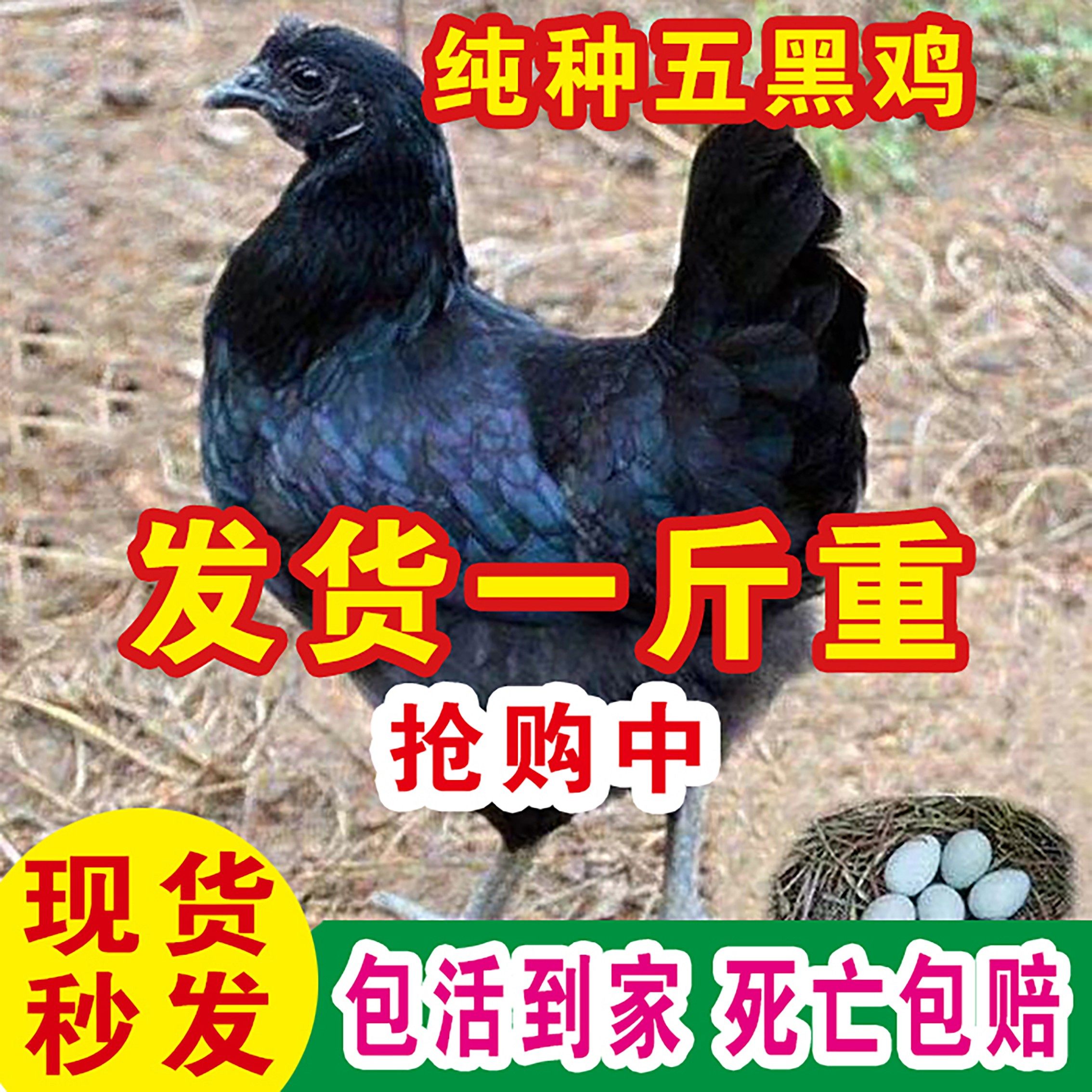 纯种五黑鸡1斤乌骨小鸡苗仔批发