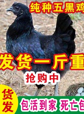 纯种五黑鸡1斤乌骨小鸡苗仔批发