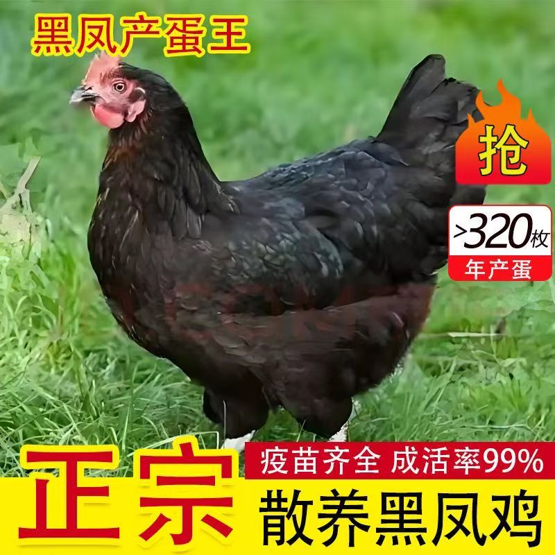高产蛋黑凤鸡活鸡活苗产蛋母鸡