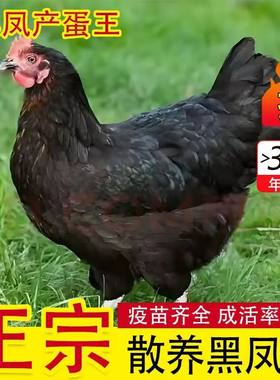 高产蛋黑凤鸡活鸡活苗产蛋母鸡