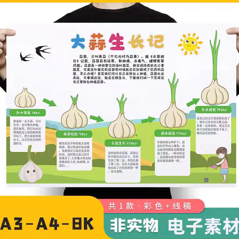 自然笔记大蒜苗植物成长记录手抄报线稿大蒜生长观察日记电子小报