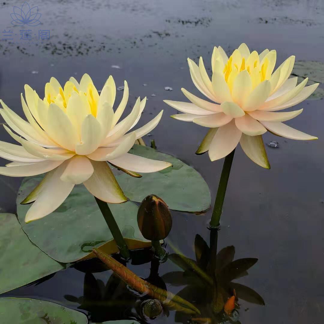 耐寒睡莲艾肯斯  大型品种   水生花卉