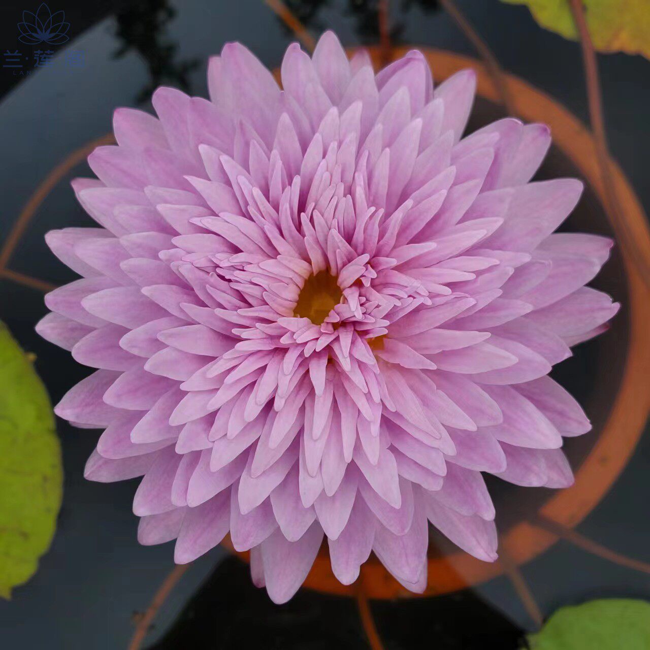 热带睡莲 紫瑞 purple cloud大型品种 进口新品种