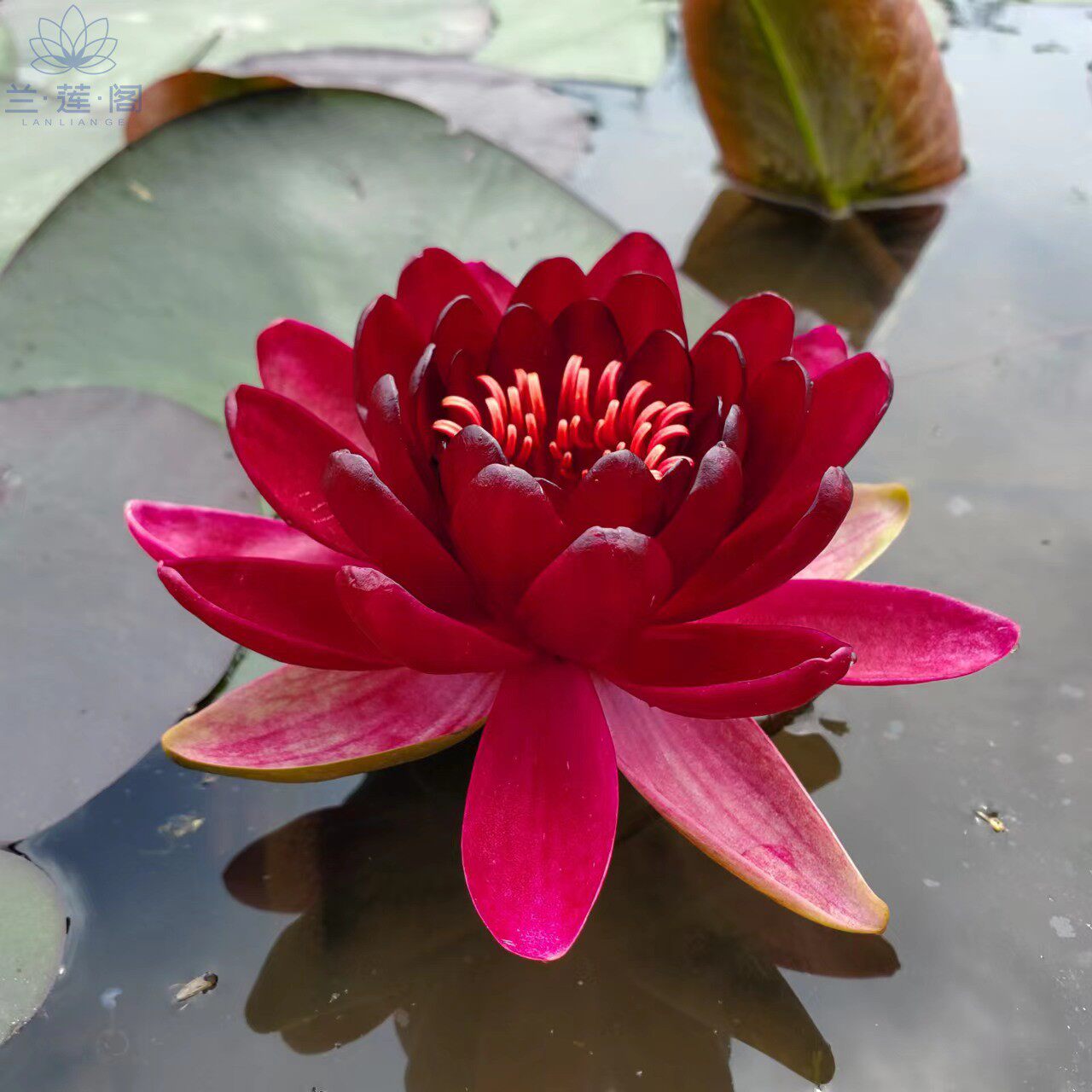 黑公主 耐寒属睡莲 大型品种 带花发货
