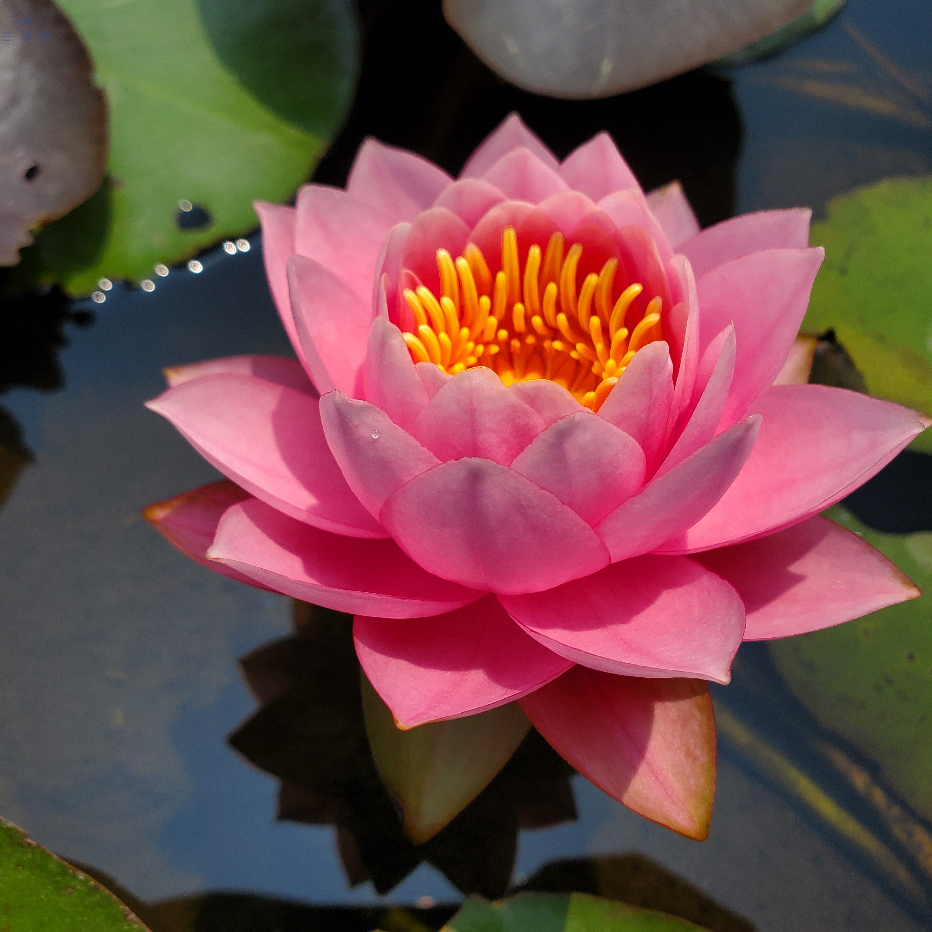 睡莲粉黛加湿水生非常容易秋季 耐寒睡莲  中大型品种花苗花卉