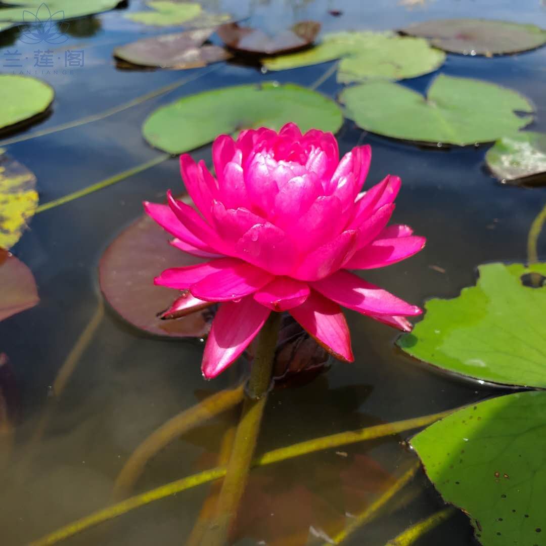 耐寒睡莲鸽子血 大型品种