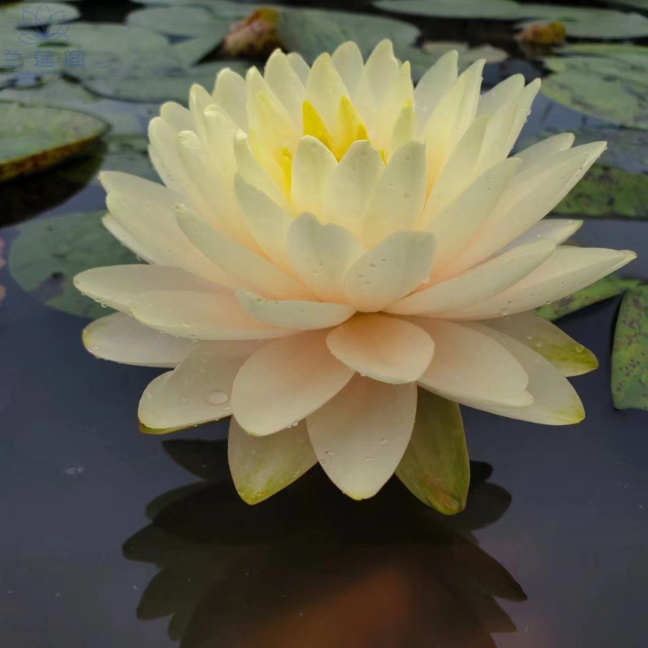 睡莲 柠檬蛋糕 耐寒睡莲  大型品种