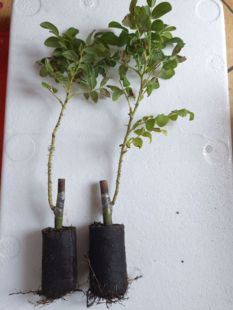 平阴玫瑰苗当年苗一至八年苗带土带杯发货成活率高包邮