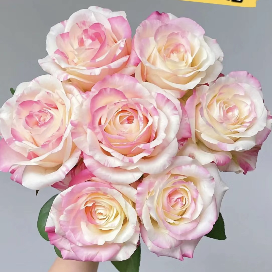 【方德】霓裳玫瑰【1单包邮】云南鲜花图片