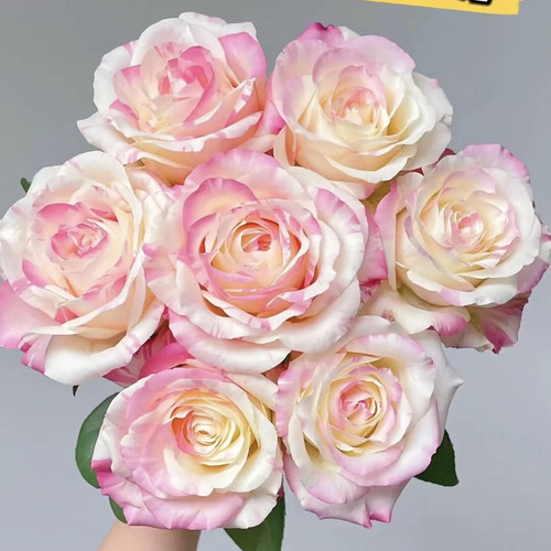 【方德】霓裳玫瑰【1单包邮】云南鲜花