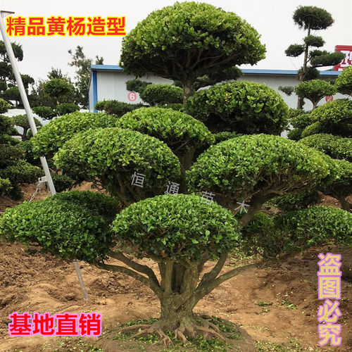 小叶瓜子黄杨造型树庭院别墅工程绿化盆景地栽耐寒四季常青树苗 - 封面