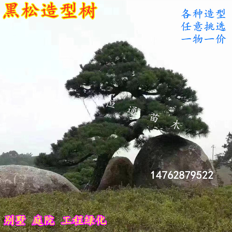大型精品黑松造型树盆景别墅庭院迎客地景工程绿化男人松四季常青