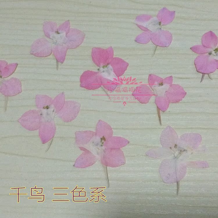 press flowerѺ»¨¸É»¨Ñ¹»¨ÕæÊµÖ²Îï¸É»¨»¨°êǧÄñ»¨Ñº»¨»ËزÄÕæ»¨